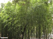 Бамбуковая роща (зимой)