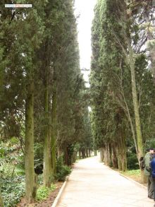 Аллеи Никитского ботанического сада зимой (Крым)