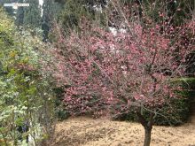 Похоже на сакуру (напомню: январь на дворе)