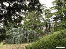 Разнообразие форм