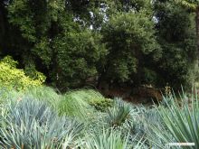 Много зелени (Крым)