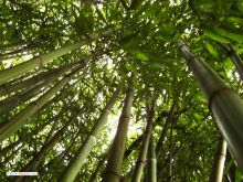 Бамбук тянется к небу