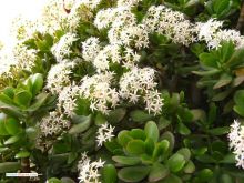 Редкий кадр: так цветёт денежное дерево