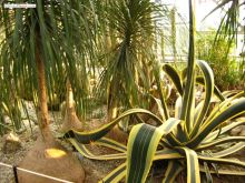 Оранжерея кактусов: разнообразие форм