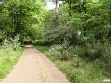 Вот такие густые насаждения в парке Горького, всего более 6000 деревьев (Одесса и область)