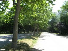 Главная аллея в парке Шевченко (Одесса и область)