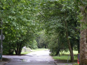 Аллея в лесопарке, примыкающем к курорту Мишкольц-Тапольца (Венгрия)