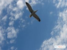 Чайки - спутники моря (Коста Брава)