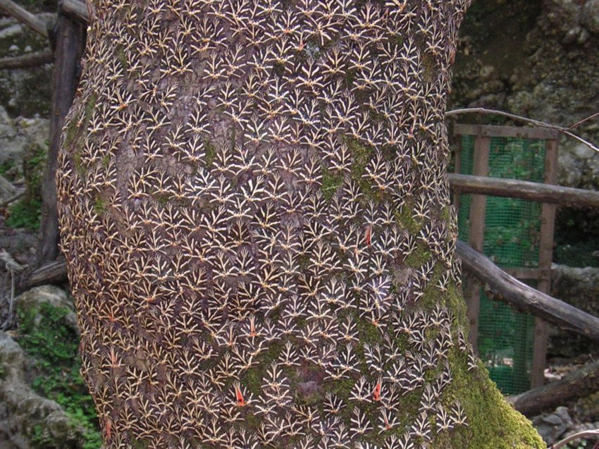 Фото достопримечательностей Греции: Колонии бабочек Медведиц в долине бабочек Петалудес на острове Родос