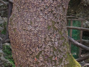 Колонии бабочек Медведиц в долине бабочек Петалудес на острове Родос (Греция)