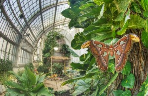 Самая большая бабочка в музее - Atlas Falter (Вена)