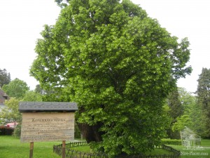 Липа короля Матея. Старейшая липа в Словакии, ей более 700 лет