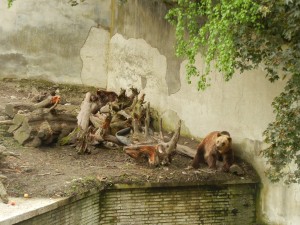 Медведи в Бойницком зоопарке (Словакия)