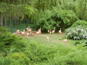 Розовые фламинго в Бойницком зоопарке (Словакия)