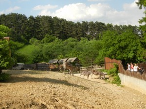 Зоопарк в Бойнице. Павильон с зебрами (Словакия)