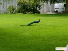 Фонтенбло (Франция)