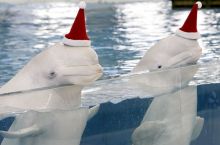 Йокохама, Япония. (Разное)