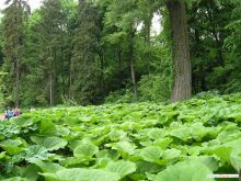 Поляна растений, похожих на лопухи