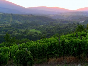 Токайские виноградники (Венгрия)