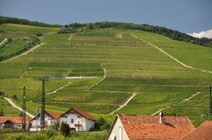 Здесь созревает лучшее венгерское вино (Венгрия)