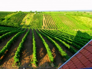 Виноградники на солнечных холмах Токая (Венгрия)