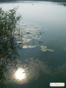 Вода активно цветет