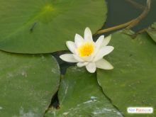 Недалеко от берега цветут кувшинки и лилии