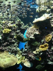 Одна из самых больших колекций рифовых рыб (Города французской Ривьеры)
