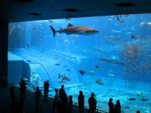 Знаменитый Аквариум - один из самых известных в Европе
