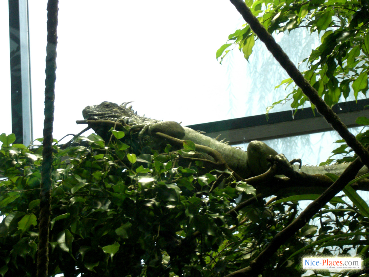 Фото достопримечательностей Будапешта: В Тропикариуме обитает много видов рептилий