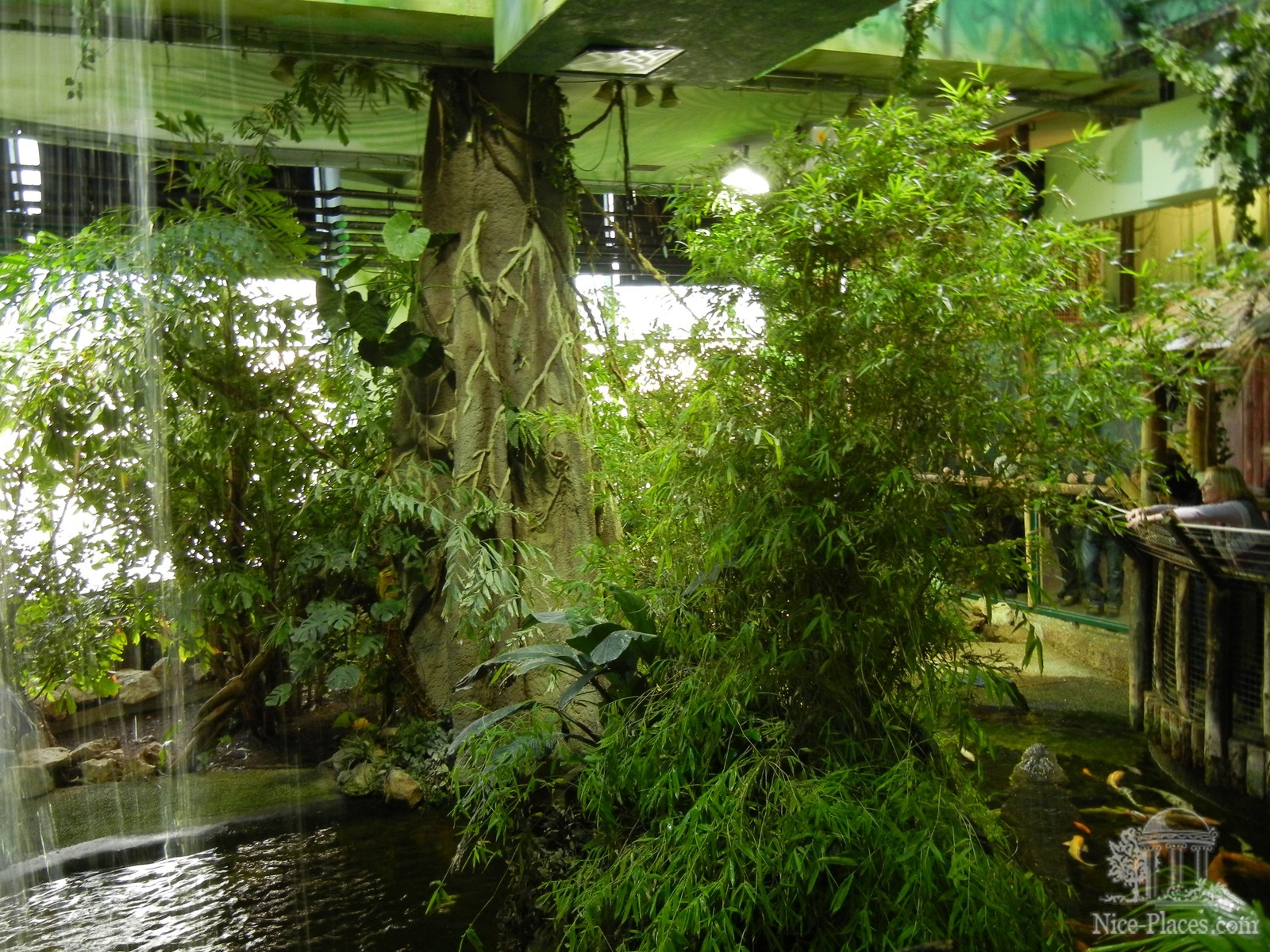 Фото достопримечательностей Будапешта: В Тропикариуме-Океанариуме воссоздан тропический лес с его обитателями