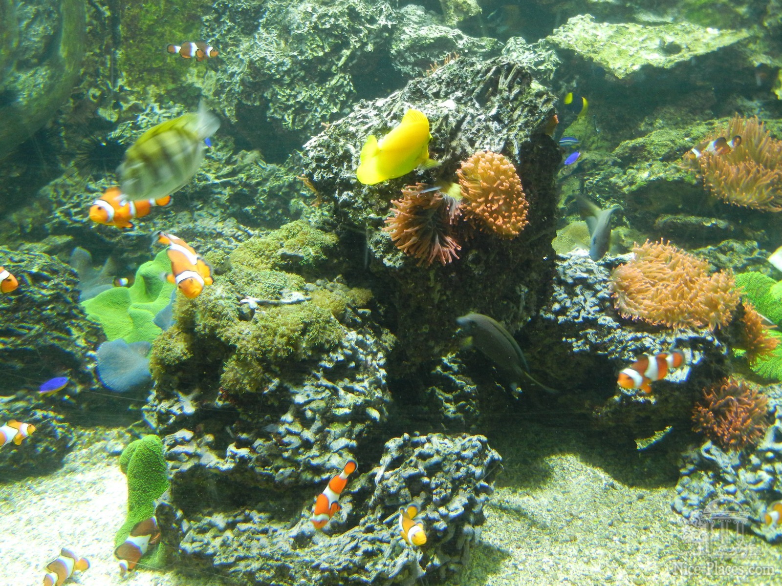 Фото достопримечательностей Будапешта: Кораллы с анемонами чувствуют себя здесь как в настоящем океане