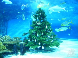 В период адвента в акульем аквариуме была установлена рождественская елка (Будапешт)