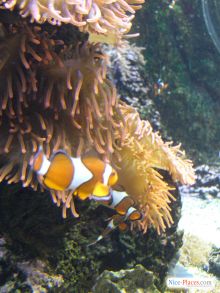 Рыбы-клоуны и анемоны неразлучны (Будапешт)