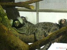 Помимо рептилий и рыб в Тропикариуме-Океанариуме в Будапеште живут такие очень милые обезьянки (Будапешт)