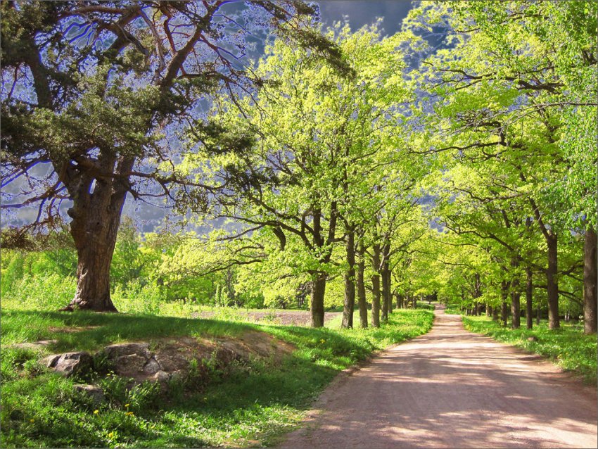 Фото достопримечательностей Карелии: Дубовая аллея весной