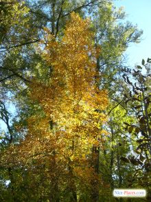  (Киев и область)