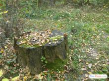  (Киев и область)