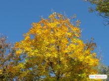  (Киев и область)