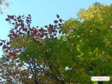  (Киев и область)