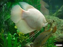 Перламутровый гурами (Одесса и область)