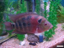 Цихлазома (Одесса и область)