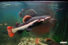  (Одесса и область)