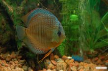 Дискус голубой (Одесса и область)