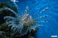 Крылатка зебра