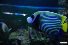 Императорский ангел