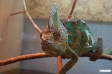 Хамелеон колпаконосный