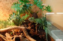 Василиск (Одесса и область)