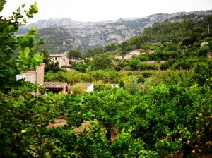 Вид из поезда на цитрусовые рощи, лимоны совсем рядом (Остров Майорка)