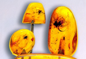 В музее янтаря Паланги. Застывшие в камне пауки